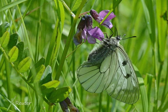 Schwarzer Apollo (Parnassius mnemosyne)